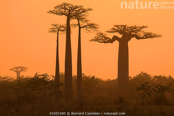 # Madagascar's Endemic Flora: An Ecotourism Perspe...
