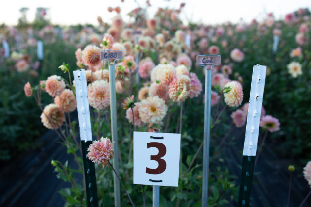 A field of colorful flowers, showing clumps of the same type