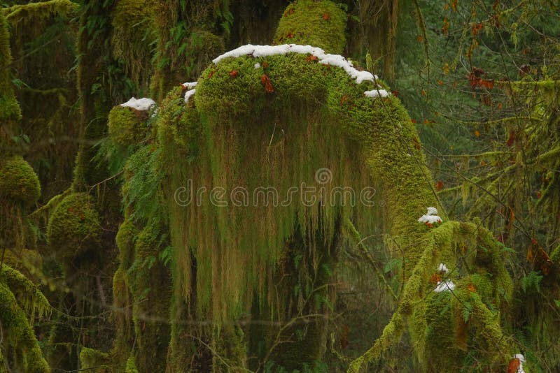 A lush scene inside the Hoh Rainforest, showcasing moss-draped trees and ferns illuminated by soft, diffused light.