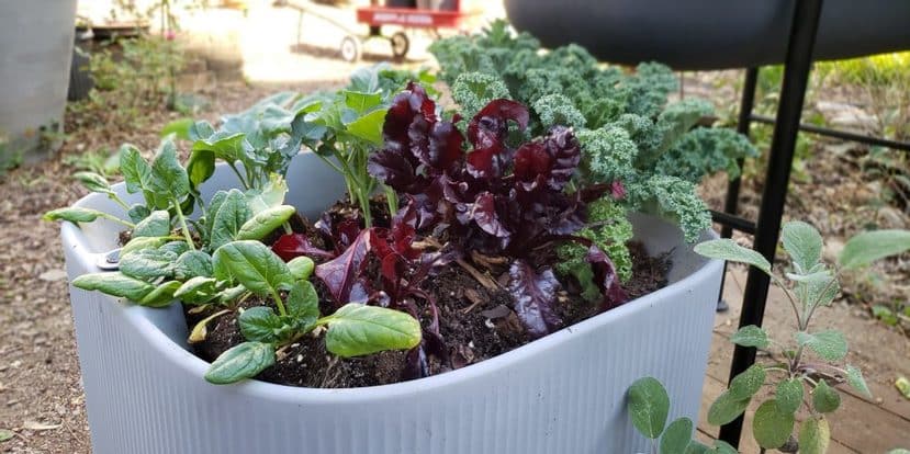 container sizes and soil