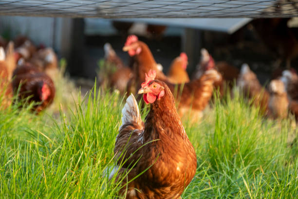 healthy chickens free-ranging on lush pasture grass