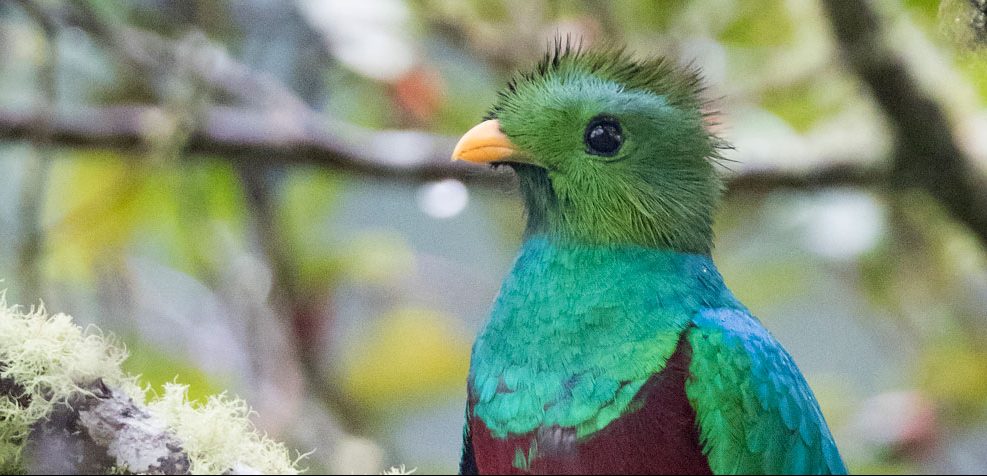 A Resplendent Quetzal perched on a branch, surrounded by lush green foliage, with the bird perfectly in focus.