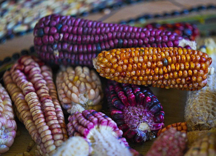 Close-up showcasing different types of Oaxaca maize (e.g., criollo, olotón, bolita).