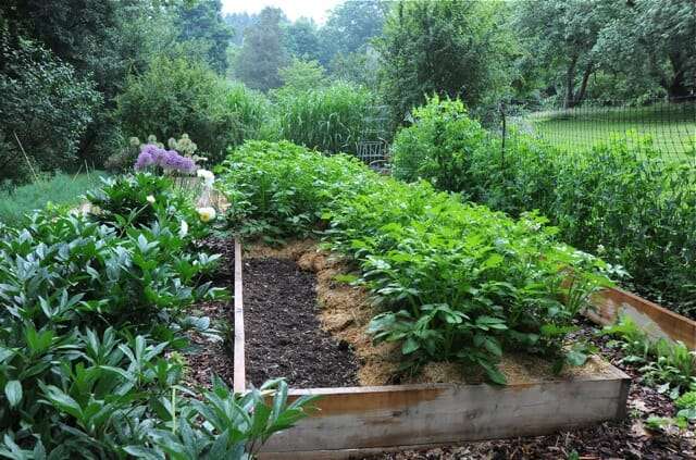 Space in potato bed