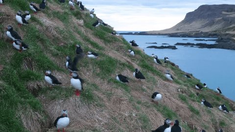# Newfoundland's Viking Trail: A Food Blogger's Hi...
