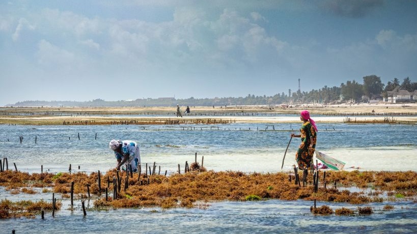# Zanzibar: Beyond the Beaches - A Cultural Immers...