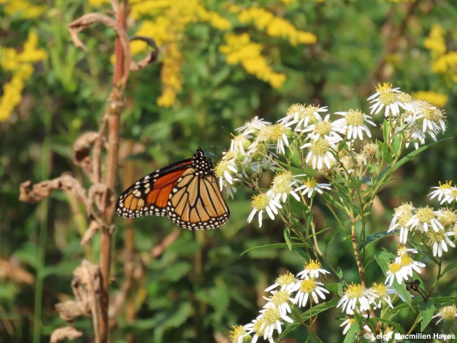 butterflies aster flowers autumn garden