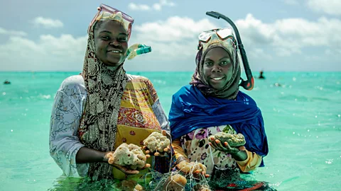 Seaweed Farming in Zanzibar, Tanzania