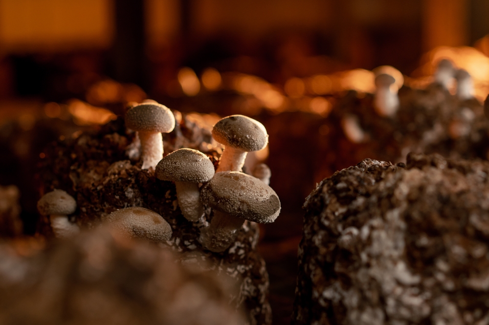 Backyard Mushrooms: Turn Your Kitchen Waste int...