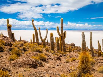 rusted locomotives against the stark desert landscape