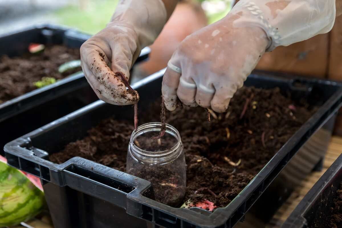 person adding kitchen scraps worm bin composting