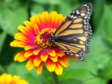 Colorful container garden with pollinator plants