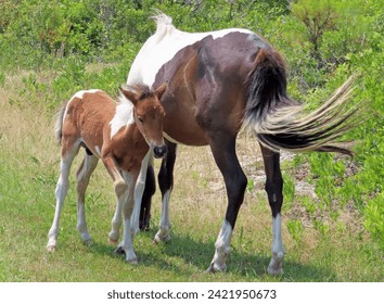 Cherry Hill Park Pool