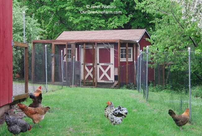 A medium shot of a homesteader with a measuring tape examining reclaimed lumber, with a sketch or printed plan of a chicken coop in the background. The image shows the careful planning process.