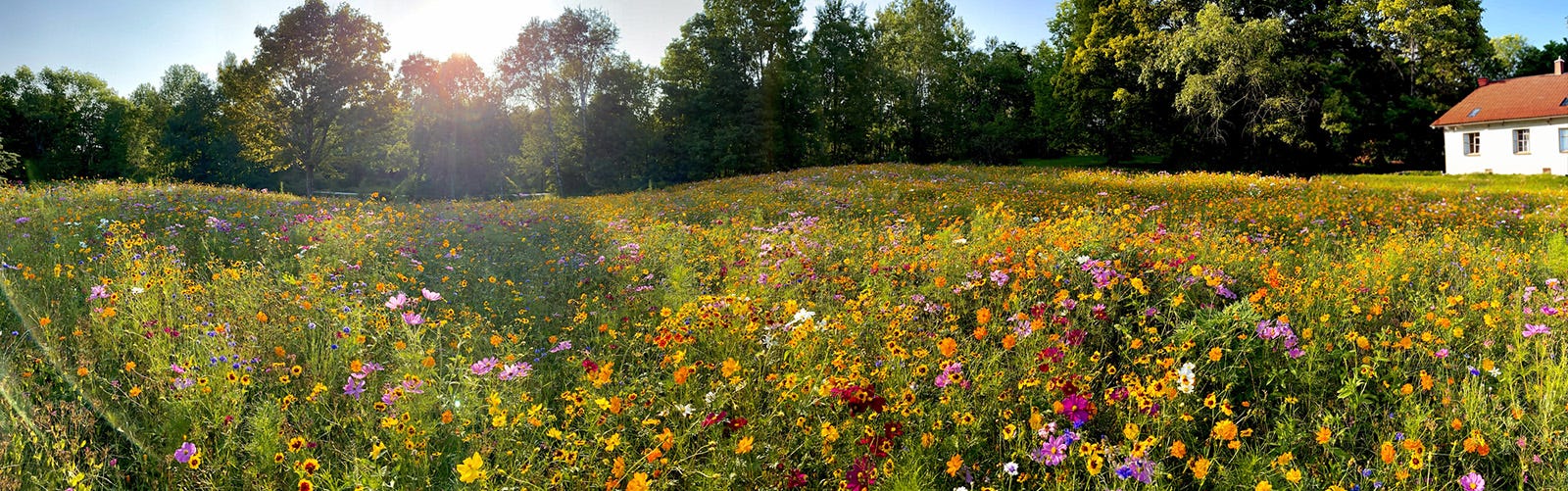 wildflower-lawn-house