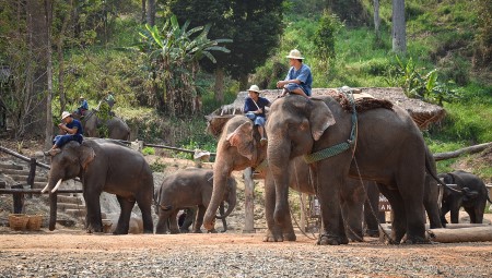 Image of Boonmee caring for an elephant