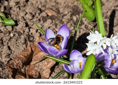 Bright purple crocuses in spring visited by bees