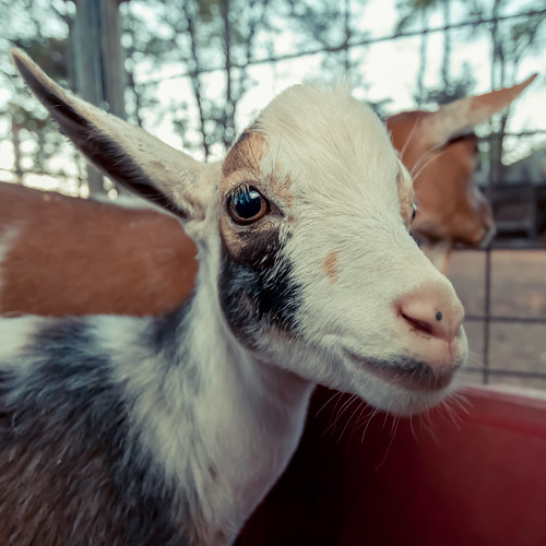 Appalachian Goatscaping: Silvopasture for a Hea...