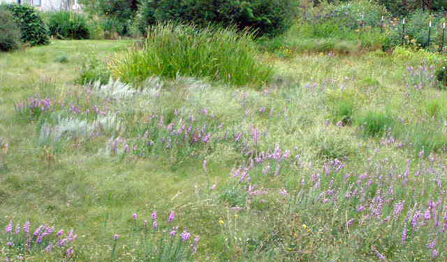 Turn a Thirsty Lawn into a Thriving Drought-Res...