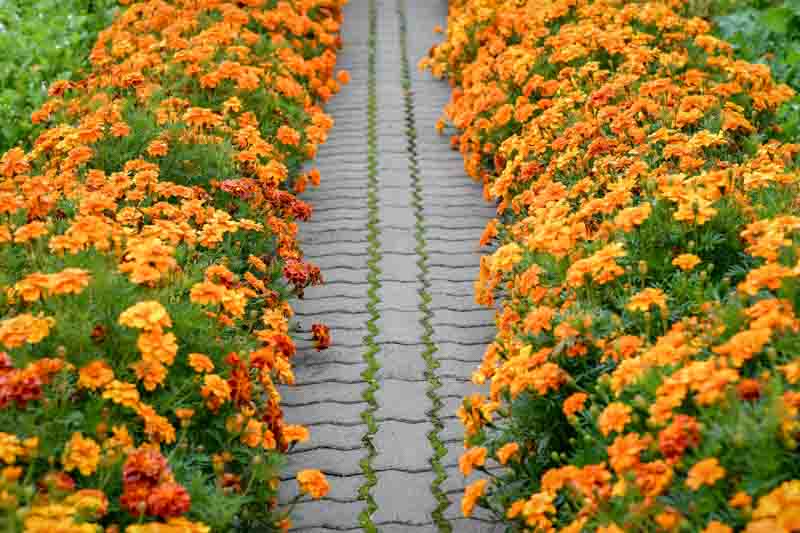 close-up diverse edible flower collection