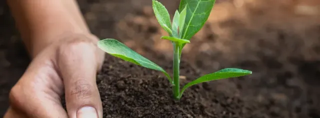homemade compost