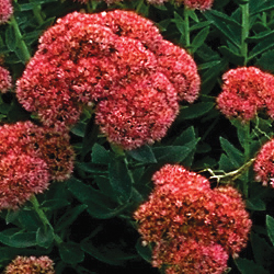 Turn Your Fall Harvest into a Bird Buffet: A Gu...