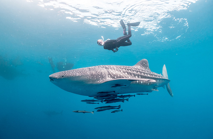 People in a shark cage diving activity with a shark swimming nearby