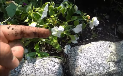 Revive Your Garden: 5 Easy Regenerative Techniq...