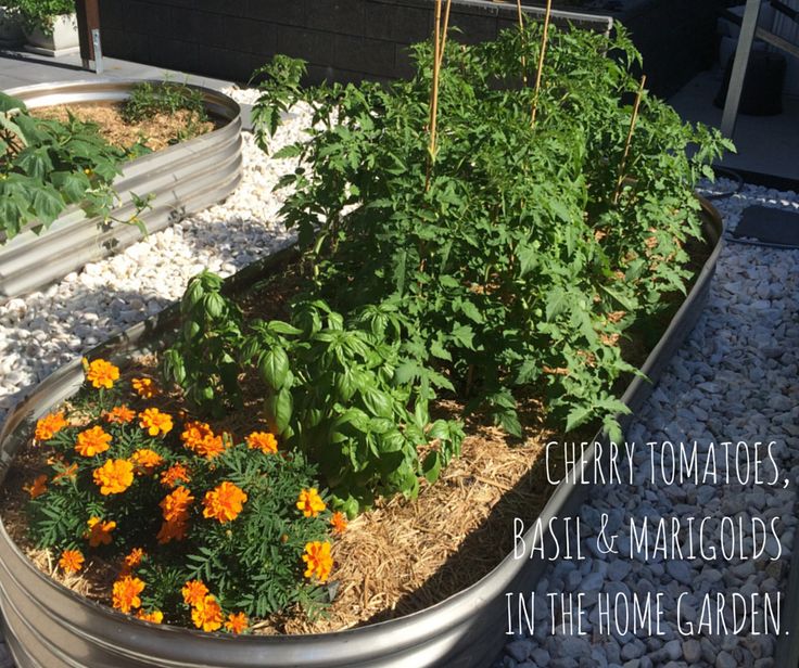 A medium shot demonstrating the planting of a tomato seedling alongside a companion plant (e.g., basil). Hands are gently placing the plants in the soil. Soft, diffused lighting creates a warm and inviting atmosphere. The composition emphasizes the connection between the plants and the gardener's care.