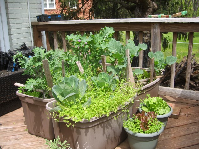 raised bed garden