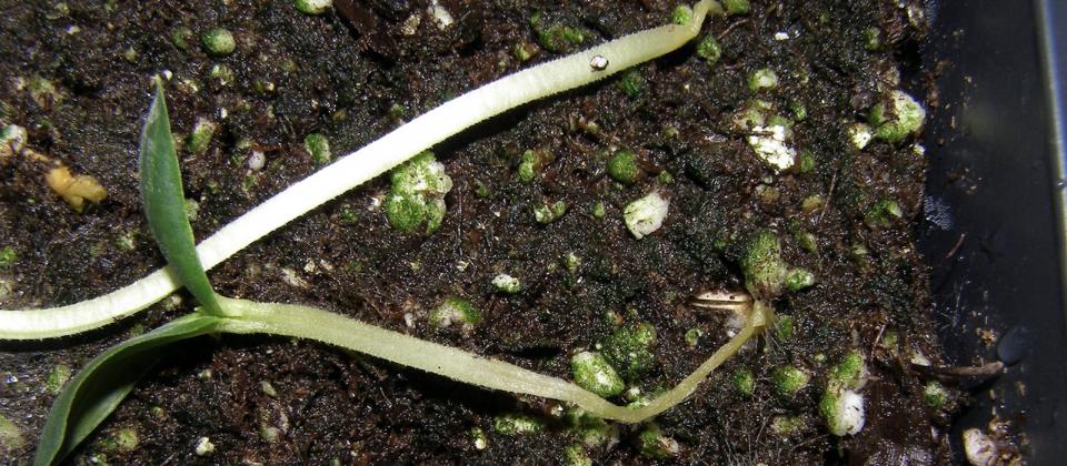 A side-by-side comparison: one healthy seedling in a stable soil block, and one damping off