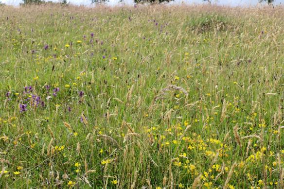 unmowed lawn wildflowers blooming bees