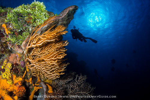 Underwater scenery
