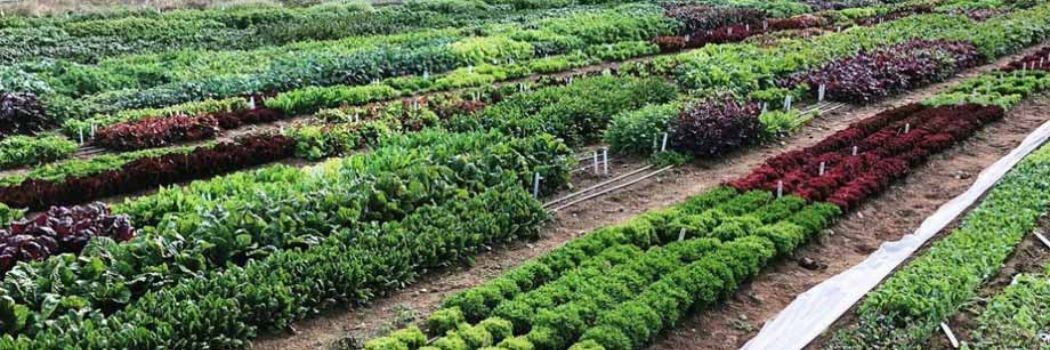 From Feast to Famine No More: Succession Planti...