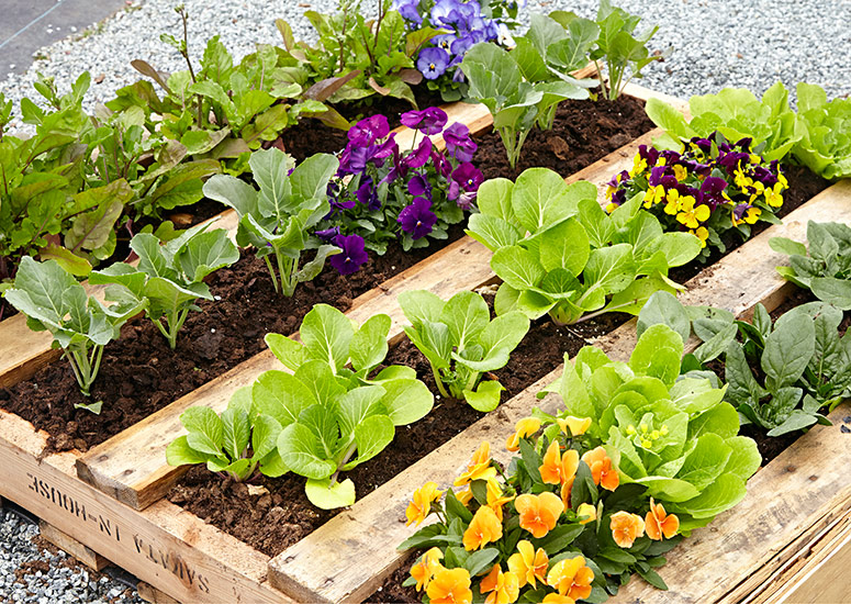 A raised garden bed made from repurposed pallets.