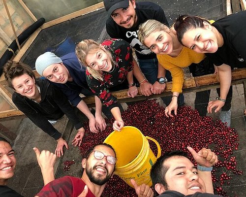 Towering wax palm trees in the Cocora Valley surrounded by misty hills