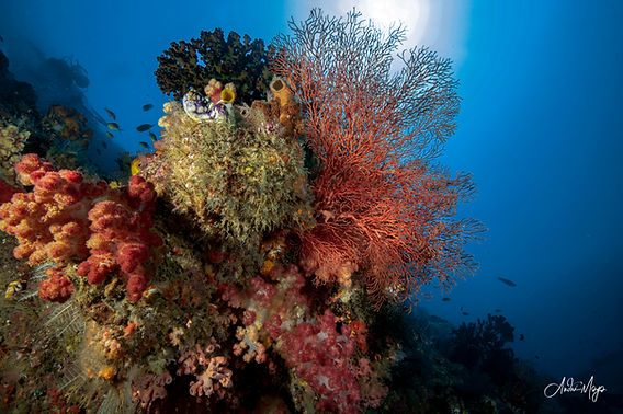 # Raja Ampat: Diving Deep into Paradise and Preser...