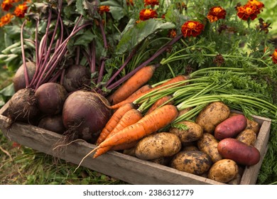 Close up shot of seasonal root vegetables arranged artistically in a rustic wooden crate, showcasing textures and colors.
