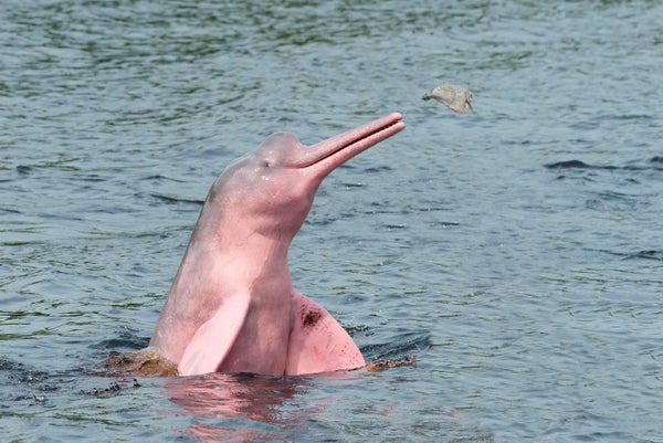Pink river dolphin sounds