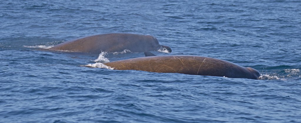 # Dive Deeper: Sea Adventures That Give Back

Are...