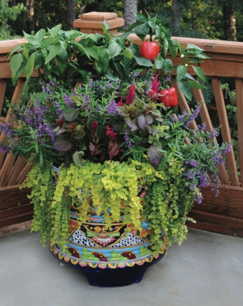 From Seed to Supper: Growing a Colorful Salad G...