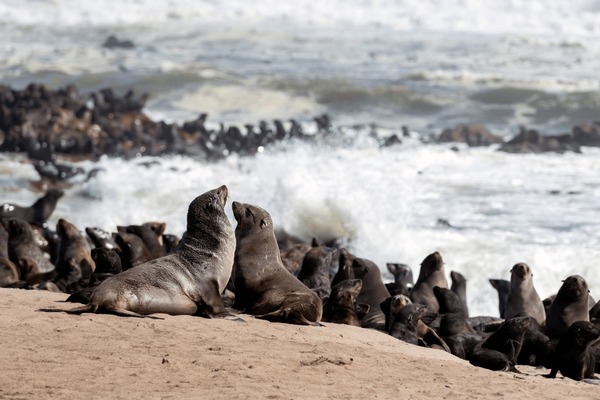 Whale bones on a beach