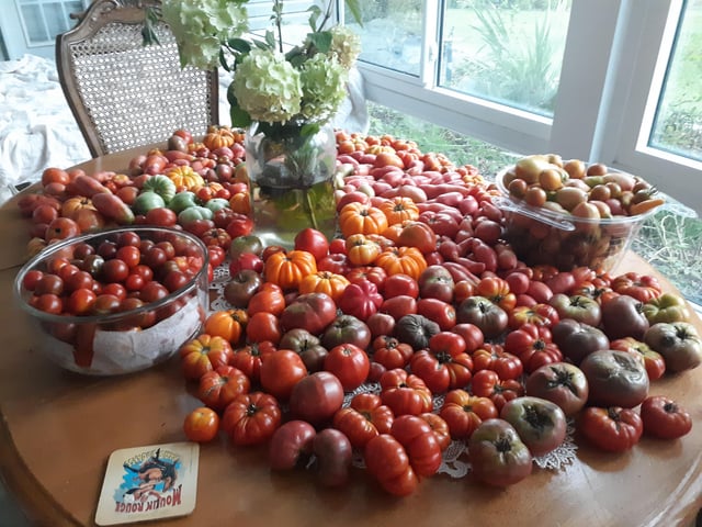Tomato plants