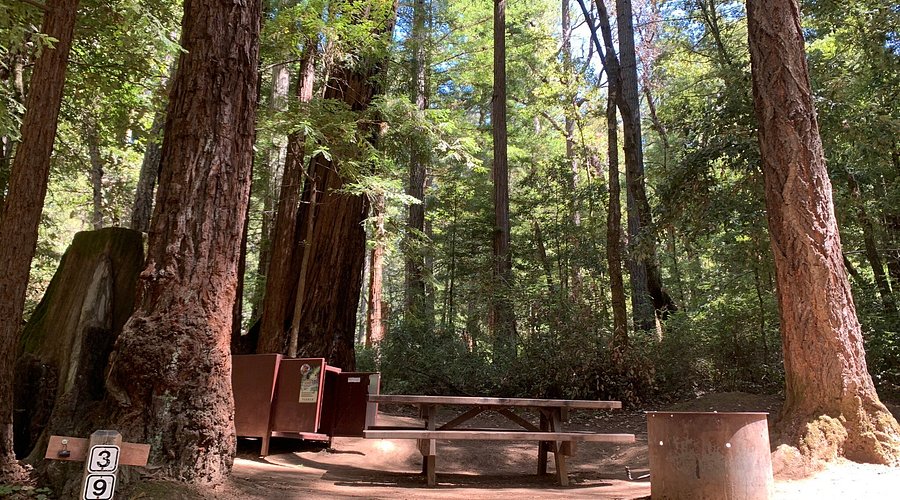 a photo of you and Sarah under the towering redwoods