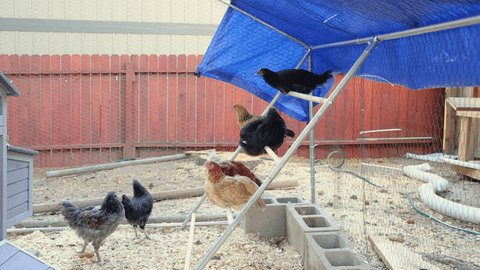 Texas Families Celebrate Backyard Chicken Freed...