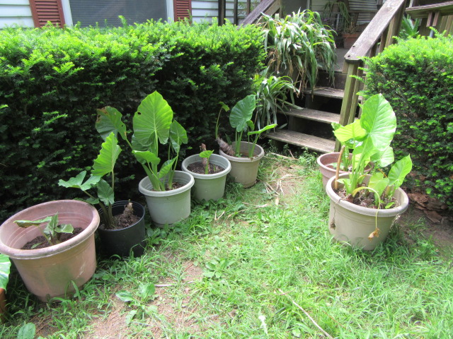 Garden Scene