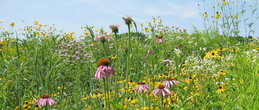 Hands sowing wildflower seeds on tilled soil, with a rake and watering can nearby. Focus on the texture of the soil and the scattering of seeds.