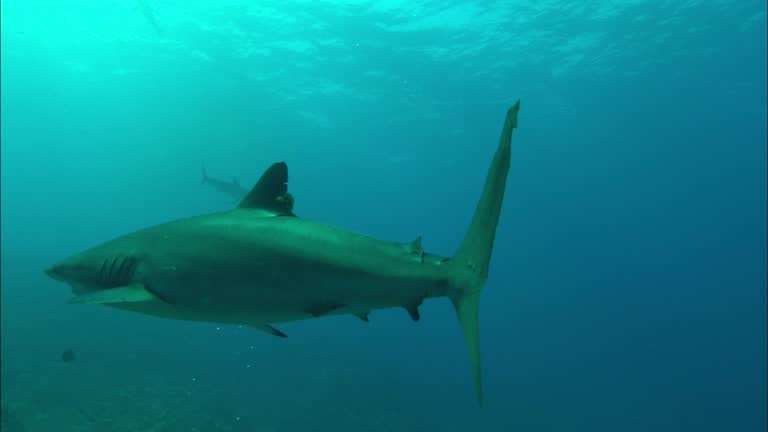 Bioluminescence in Mosquito Bay, Vieques