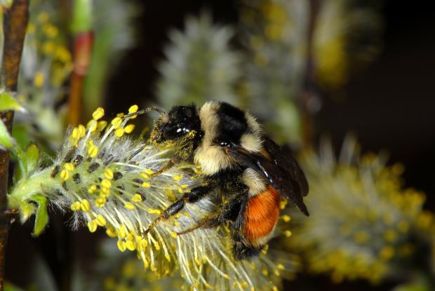vibrant pollinator garden close-up bumblebee