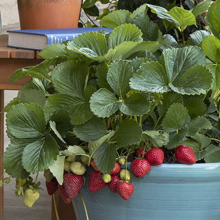 A completed pallet planter overflowing with ripe strawberries
